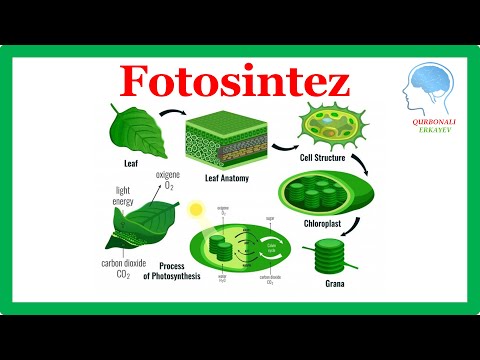 Video: O'simliklarda xloroplastlar qayerda uchraydi?