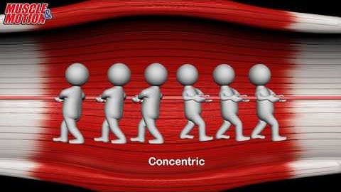 Concentric / Eccentric contraction