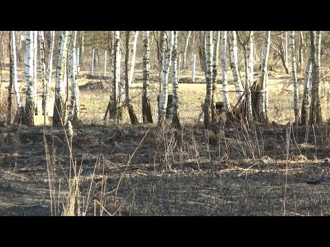 На Лидчине растет количество пожаров в результате весенних палов