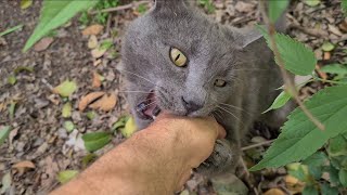 When I touch the gray cat, she gets Angry and bites my hand.