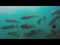 Подводная охота в Чёрном море: две охоты в начале июня