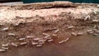 ANT-EATER Pest Control Sydney: Termite infestation in a home in Manly