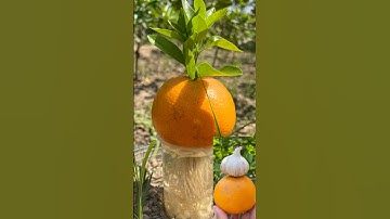 Orange🍊🍊 grow tricks with garlic🧄🧄 #fruit #orange #gardening