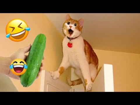 видео: When God sends you a funny cat and dog😽Funniest cat and dog ever😸🐶# 7