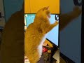 #shorts #funnycats #shortvideo