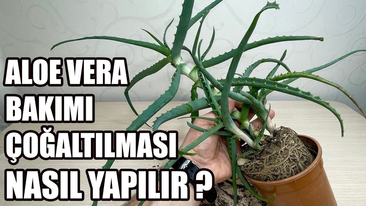 Aloe vera Bakımı | Sulaması | Çoğaltılması |  Cilde Kullanımı | Toprak Karışımı
