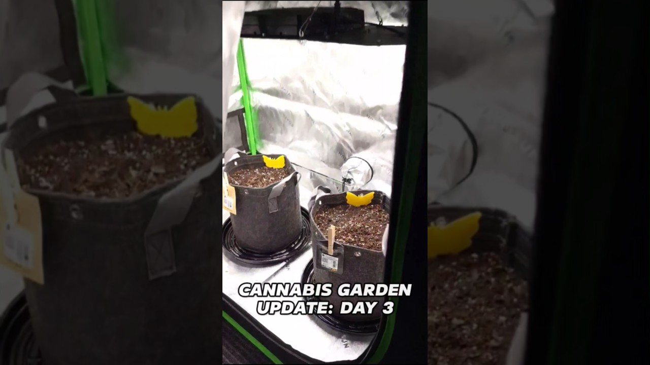 A Quick Cannabis Garden Update, Day 3 of This Cannabis Grow!!