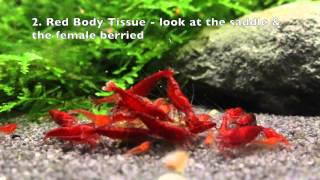 Bloody Mary Shrimp - By Shrimp Corner Uk