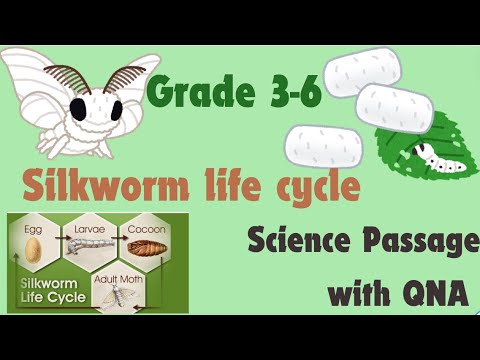 Science Read Along: Life Cycle of a Silkworm : Grade 4-6: Advanced ...