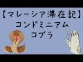 【マレーシア滞在記】コンドミニアムの施設とやばい動物#海外生活 #海外赴任 #海外移住 #海外駐在 #海外留学