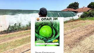 картинка: ПОДГОТОВКА ЗА КЪСНОТО ЗЕЛЕ !!!