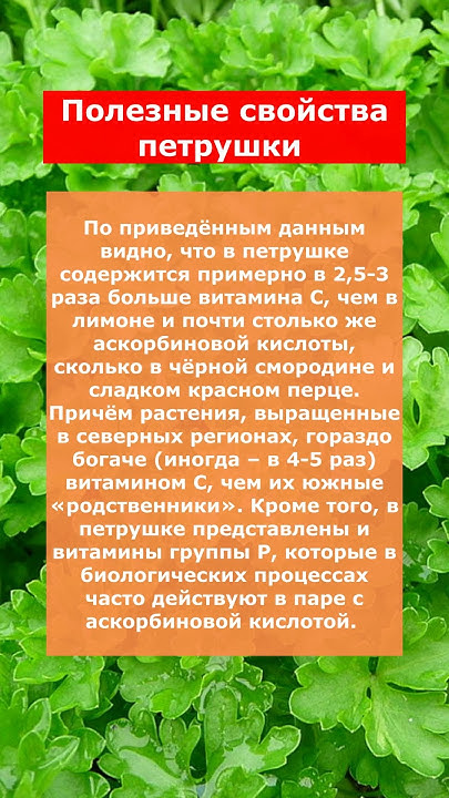 Полезные свойства петрушки - YouTube