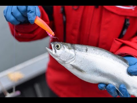 How To Rig Lures For Kokanee & King Salmon! Podcast No 17 