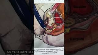 All About Vaginoplasty Anatomy