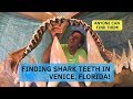 Finding Shark Teeth Venice Florida-Shark Tooth Capital Of The World