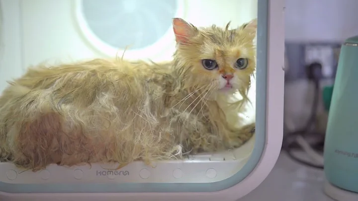 Video 7391901: golden british longhair cat, cat first