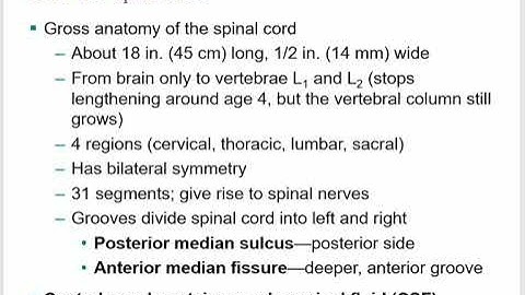 Bio233 A&P 1 Lecture  Chapter 13 The Spinal Cord, Spinal Nerves part 1 2023