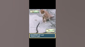 Pokemon Orange Cat defeats a Snake!! #pokemon #pokemonmeme #funnycats #pokemonbattle #catvideos