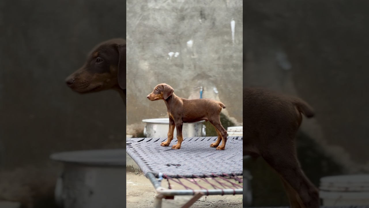 full heavy bone doberman puppy 