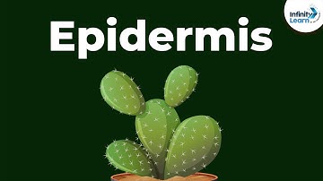 Epidermis - The Surface Tissue | Don