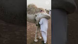 Camel hug its owner | kahani Nagar