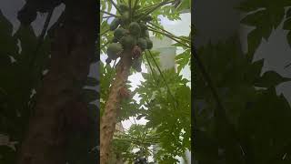 Papaya Tree |  Carica Papaya | #Shorts | Cool Places