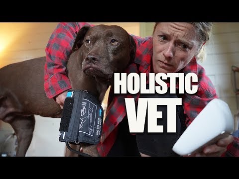 what-is-a-holistic-veterinarian-🐶🐱?-||-pet-food-warning!-||-natural-pet-care