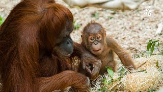 Orangutánek Kawi slaví první rok