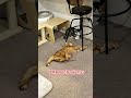 不審者こはく。