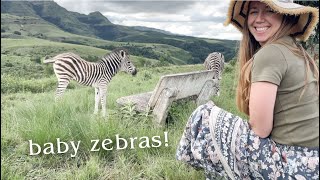 Visiting the Zebras! +Answering South Africa Questions