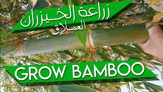 كيف أزرع الخيزران العملاق من العُقَل؟ | HOW TO GROW BAMBOO