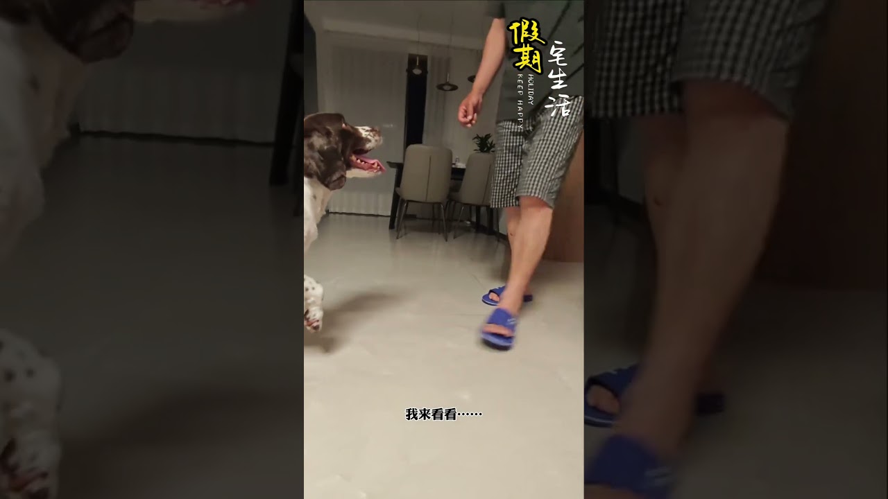 仔仔：这事儿道歉不管用，得食疗…… #shorts #funny #pets #搞笑 #萌宠