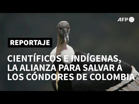 Científicos e indígenas, la alianza para salvar a los cóndores de Colombia | AFP