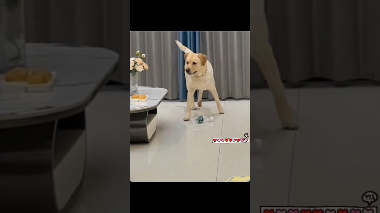 Owner Hides from his Yellow Lab The THIS HAPPENS 😳 