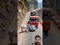 “गौ माता बनी बस यात्रियों की रक्षक 🐄🚌”