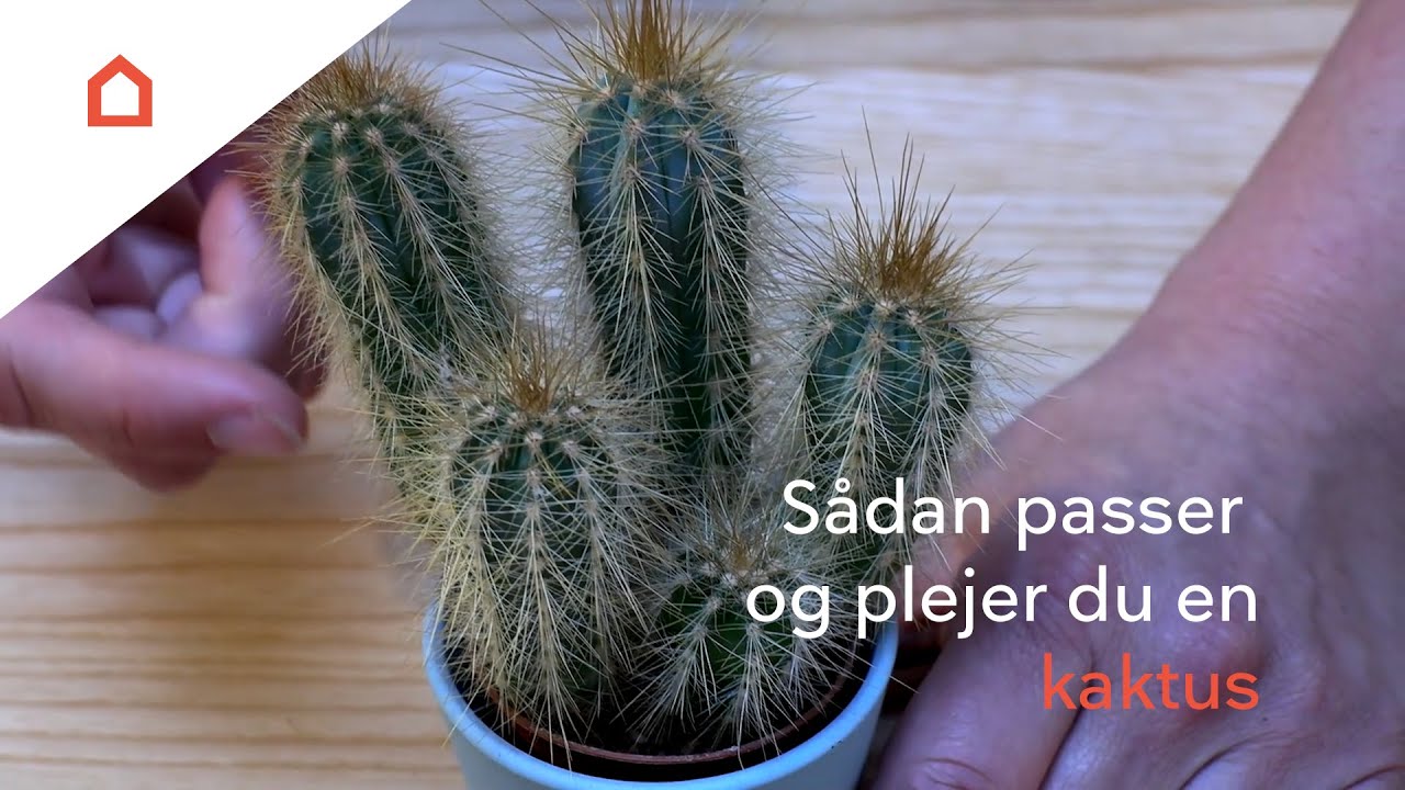 Kaktus: Guide til pasning og pleje