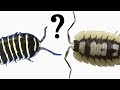 Can you Keep Different Isopod Species Together?