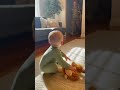 Baby Hears The Garage Then Crawls FAST To Dad mp3