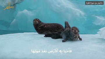 ما تيسر من سورة البقرة - برواية حفص عن عاصم| Sourate Al-Baqarah