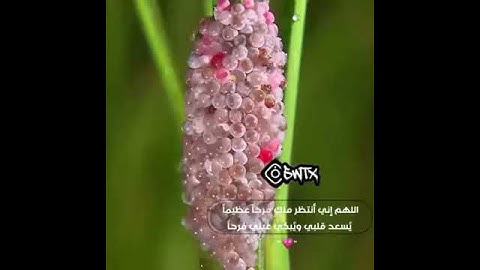 #حالات_واتس إسلامية تلاوة خاشعة تجعلك ترتاح نفسيا فقط استمع بقلبك