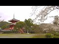 【BGM】京都の桜 大覚寺 Cherry Blossoms in Kyoto