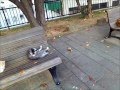 Many many cats at park in Nagasaki.(長崎の朝の公園・猫だらけ）