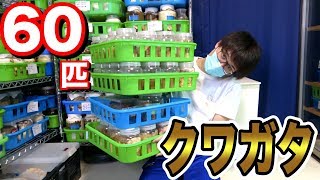 極寒の場所に放置しまくってたクワガタを掘り出した結果…