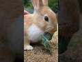 ウサギ天国🐰700羽のウサギが暮らす島で永遠餌やり！ #うさぎ #動物 #大久野島