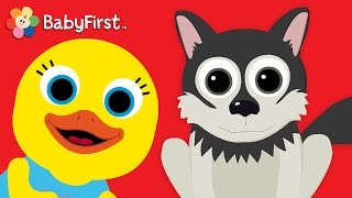 Wolf | Learn Animals and Animal Sounds | Tillie Knock Knock | BabyFirst TV