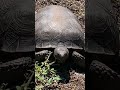 Florida tortoise  tortoise gophertortoise floridaman