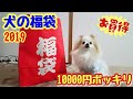 【ポメラニアン ライト】犬の福袋を買ってみました★ ペット用品　通販【Pomeranian raito】I bought a dog's lucky bag★Pet Supplies