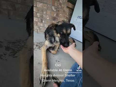 Cici, Available At Glenn Heights Animal Shelter. Glenn Heights, Texas