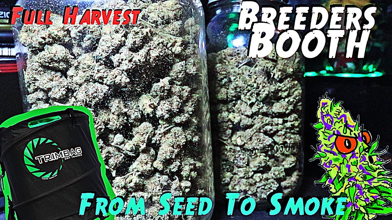 Breeders Booth Ep. 11 | Full Harvest | From Seed To Smoke | Complete Grow Journey ( Using Trim Bag )