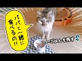 パパと一緒じゃないとごはんを食べない元野良猫